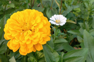 Прогноз погоды во Владимире и области на 15 июля