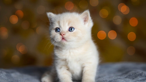 Во владимирском микрорайоне ликвидировали очаг бешенства
