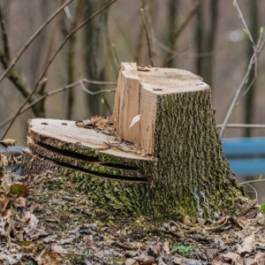 Во Владимире у Соловьиного пруда вместо спиленных ив высадят новые деревья  