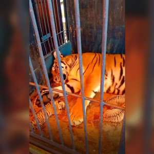 Во Владимире у тигрицы из гастролирующего цирка родились пятеро котят