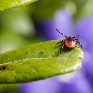 Россияне стали чаще покупать страховки от мошенничества и укусов клещей 