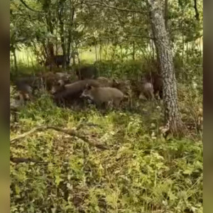 Разлетевшееся по соцсетям Владимира видео нападения кабанов на семью сняли под Тулой