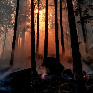 Во Владимирской области потушили еще один лесной пожар