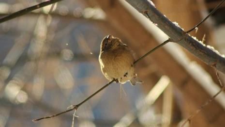 Гайд «День во Владимире». Как и чем кормить птиц зимой