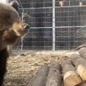Пойманный в Александровском районе медвежонок пережил операцию