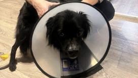 Владимирские волонтеры спасли собаку с разрубленной мордой