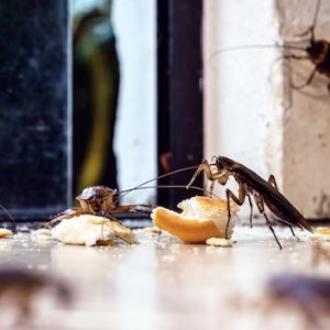 В Александрове в детсаду заметили грибок на стенах и тараканов