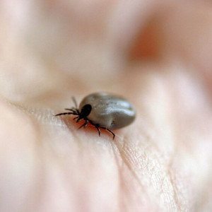 Гайд «День во Владимире». Какие инфекции переносят клещи и как от них спастись