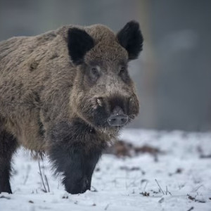 Неизвестные застрелили 4 кабанов в заказнике в Юрьев-Польском
