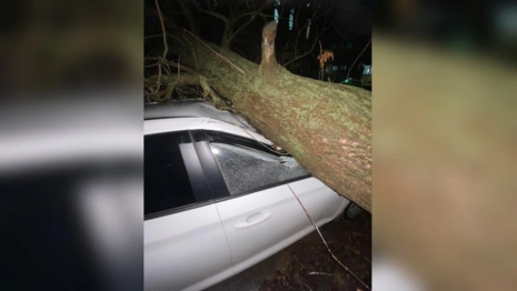 Во Владимире дерево упало на иномарку