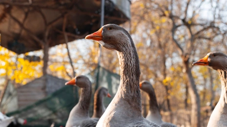 Народные приметы на 31 января 2024 года: что можно и нельзя делать в Афанасьев день
