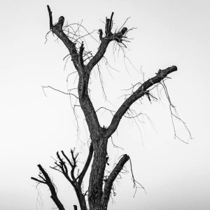 Заблудившегося в лесу под Киржачом 81-летнего дедушку нашли мертвым