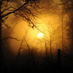 Во Владимирской области пропавшего в лесу пенсионера спустя 5 дней чудом нашли живым