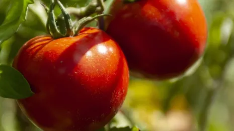 Жительница Владимирской области вырастила гигантский помидор