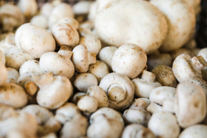 Владимирская область отправила за границу 130 тонн торфгрунта для выращивания шампиньонов