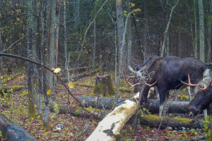 В лесу под Владимиром заметили лосиный квартет