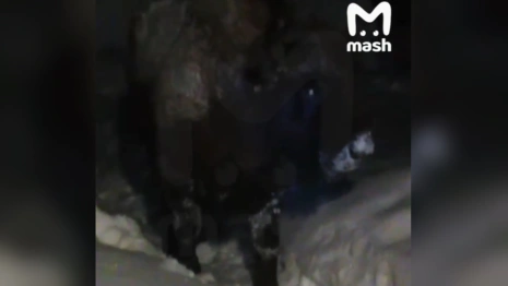 К жительнице Владимирской области в гости зашел зубр