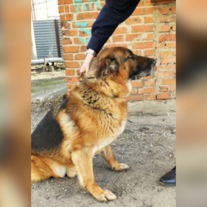 Во Владимире полицейские объявили поиск хозяина для служебной собаки