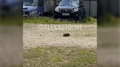 Во Владимирской области стоянку охраняет ответственный ежик