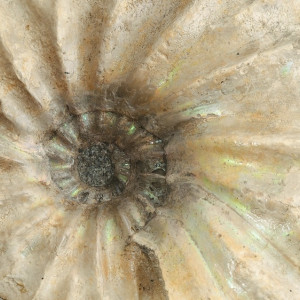 Во Владимире откроется выставка древних аммонитов