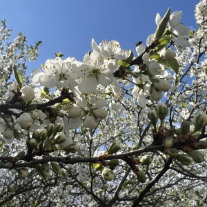 Во Владимирскую область вернется жара
