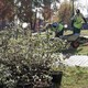 Молодежный сквер во Владимире засадят кленами и сиренью