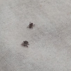 За неделю от укусов клещей во Владимирской области пострадали 5 взрослых и ребенок