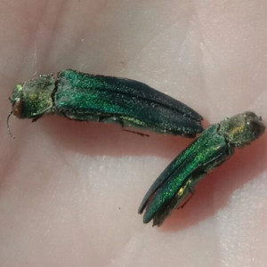 Владимирский биолог объяснил причину нашествия ясеневых златок
