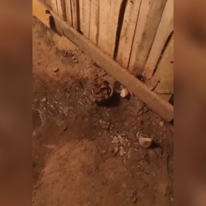 Во Владимире подвал жилого дома затопило фекалиями