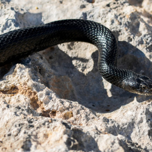 В Коврове в частный дом заползла змея