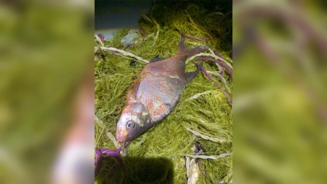 В Нижегородской области поймали 61-летнего браконьера из Мурома