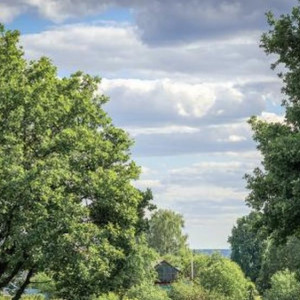 Суд вернул незаконно присоединенный ко Владимиру лес у парка «Дружба»