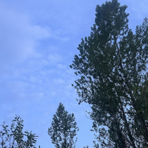 В Муроме упавшая с дерева ветка убила 75-летнего дедушку