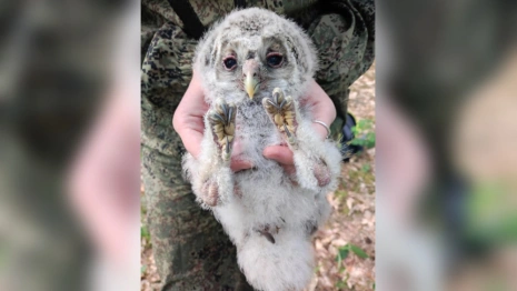 В Вязниковском районе окольцевали совенка редкого вида