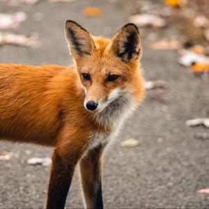 Во Владимирской области обнаружили новый очаг бешенства