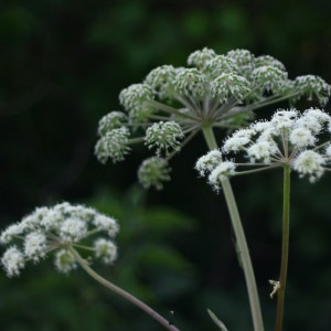 Владимирских дачников заставят платить за борщевик на участках