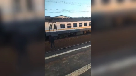 В Петушках на видео попали юные зацеперы