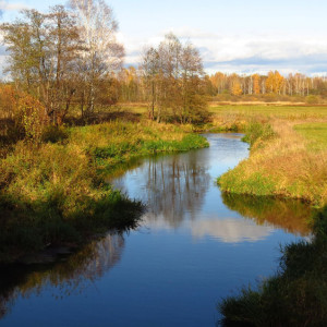 Во Владимирской области местные жители пытаются спасти реку Колпь