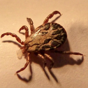 Во Владимирской области обнаружили зараженных болезнью Лайма клещей