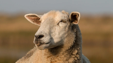 Онисим Овчарник: что можно и нельзя делать 28 февраля