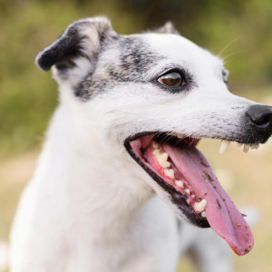 В Собинском районе отменили карантин по бешенству животных