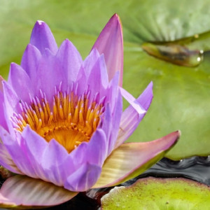 Обретение Креста Господня: что можно и чего нельзя делать 19 марта