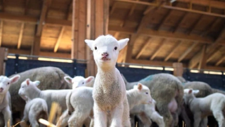 Мамонтий Овчарник: что можно и чего нельзя делать 15 сентября