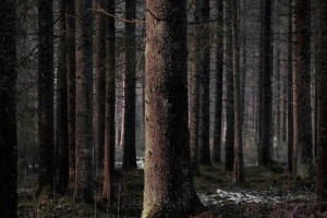 Во Владимирской области пропавшего в декабре 30-летнего мужчину нашли мертвым