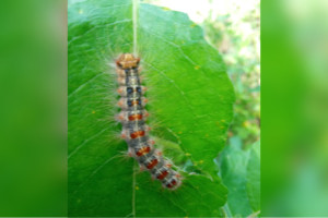 Леса во Владимирской области до 1 июля обработают от непарного шелкопряда