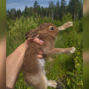 Во Владимирской области спасли зайчонка на окруженном водой острове