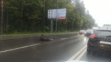 Во Владимирской области число ДТП с животными выросло до 72