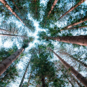 Во Владимирской области арендатор леса компенсировал незаконную вырубку хвойников 