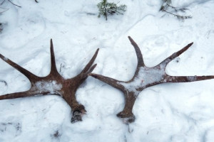 Во Владимирской области на охотников завели 13 уголовных дел