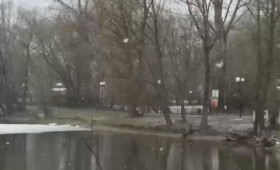 Во владимирском Соловьином пруду массово погибли мальки